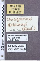 Etikette zu Ludioschema delauneyi (NHMW-ZOO-COL-0010496)